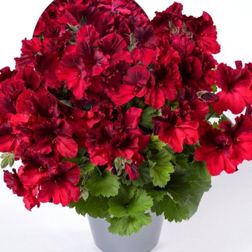 Pelargonium 'Aristo® Deep Red' - Pelargoon 'Aristo® Deep Red' P9/0,55L
